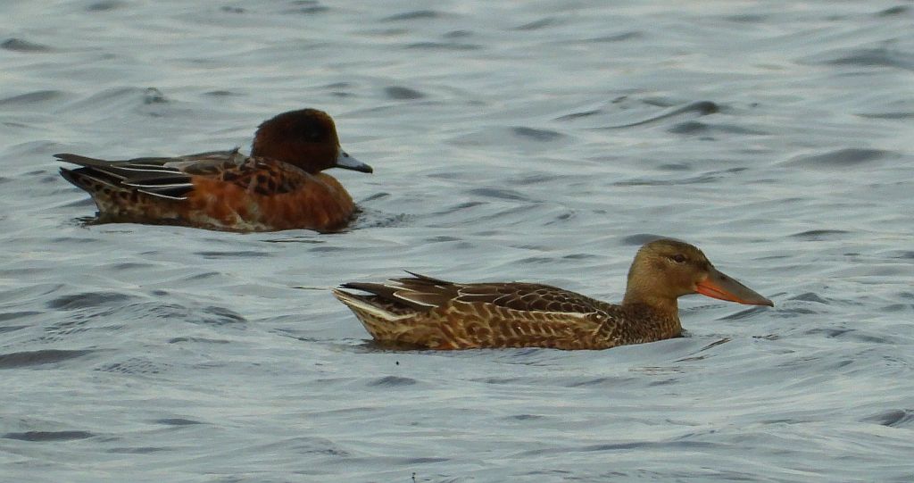 Płaskonos zwyczajny, płaskonos (Spatula clypeata), świstun zwyczajny, świstun (Mareca penelope)