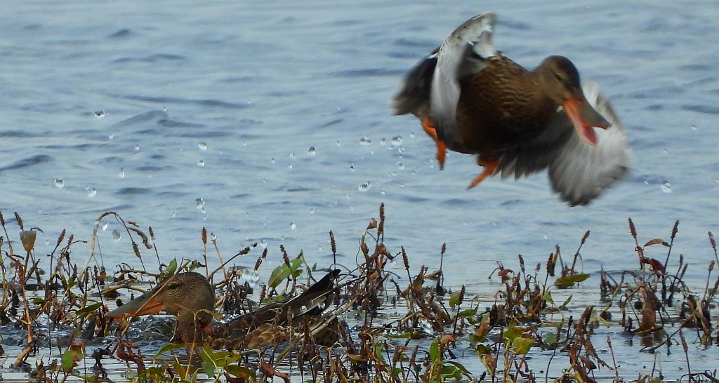 Płaskonos zwyczajny, płaskonos (Spatula clypeata)
