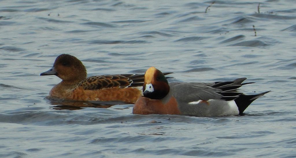 Świstun zwyczajny, świstun (Mareca penelope)