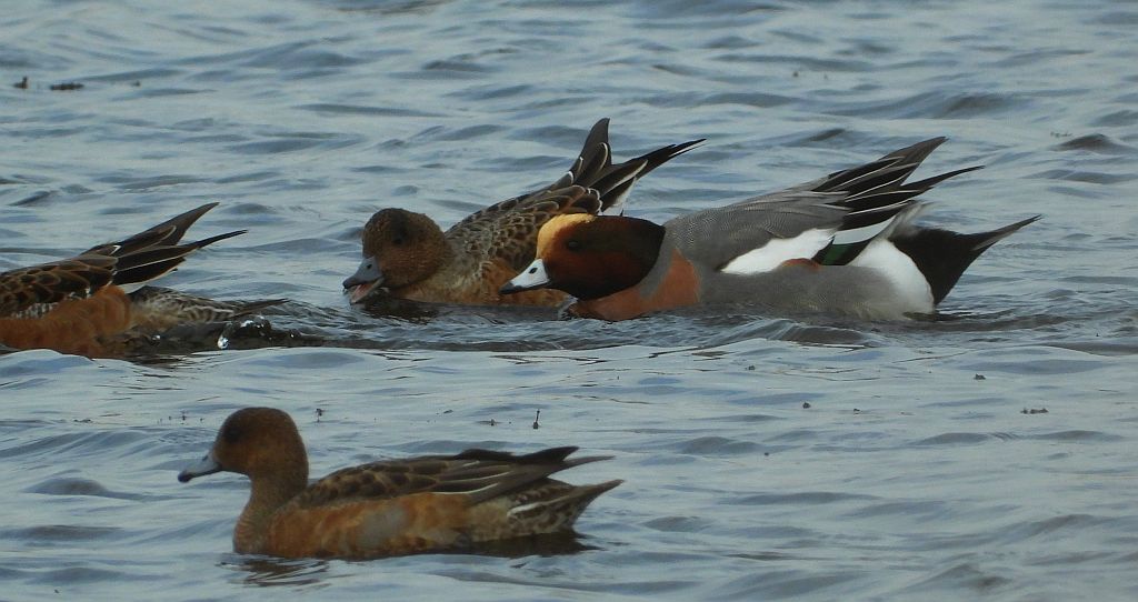 Świstun zwyczajny, świstun (Mareca penelope)