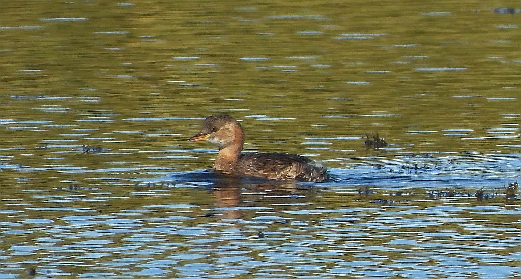 Perkozek zwyczajny, perkozek (Tachybaptus ruficollis)