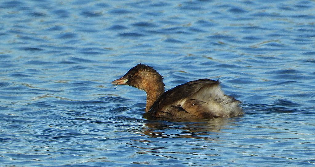 Perkozek zwyczajny, perkozek (Tachybaptus ruficollis)