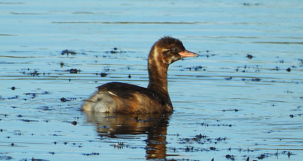 Perkozek zwyczajny, perkozek (Tachybaptus ruficollis)