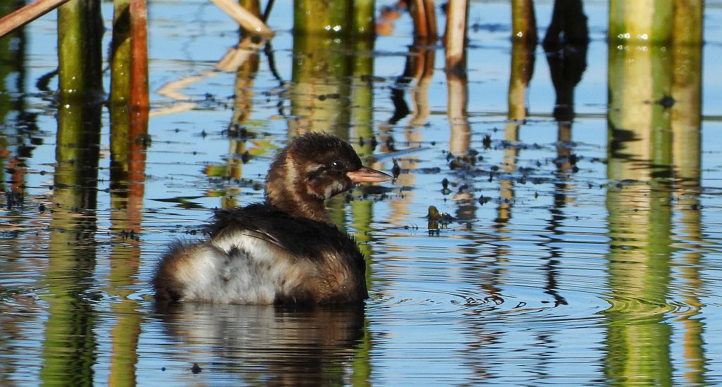 Perkozek zwyczajny, perkozek (Tachybaptus ruficollis)