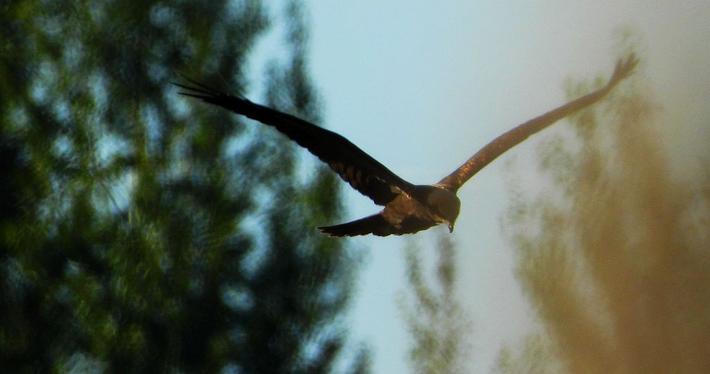 Błotniak stawowy (Circus aeruginosus)
