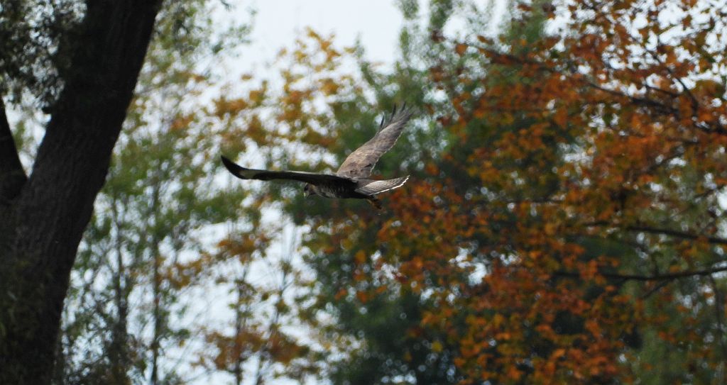 Myszołów zwyczajny, myszołów (Buteo buteo)