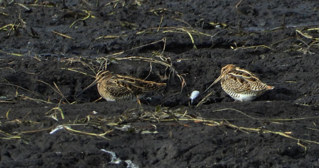 Kszyk (Gallinago gallinago)