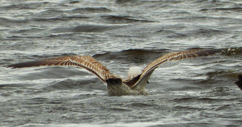 Mewa żółtonoga (Larus fuscus)