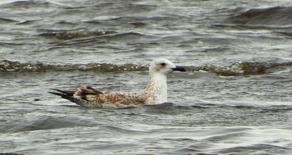 Mewa żółtonoga (Larus fuscus)
