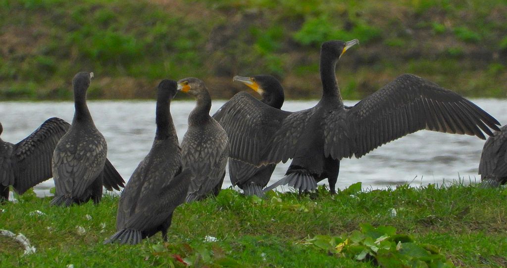 Kormoran zwyczajny, kormoran czarny (Phalacrocorax carbo)