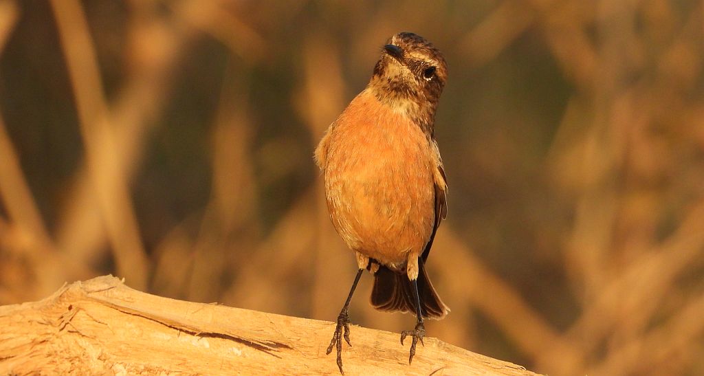 Kląskawka zwyczajna, kląskawka (Saxicola rubicola)