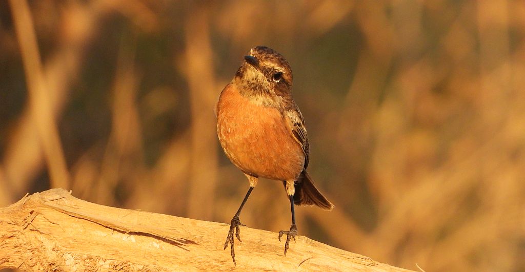 Kląskawka zwyczajna, kląskawka (Saxicola rubicola)