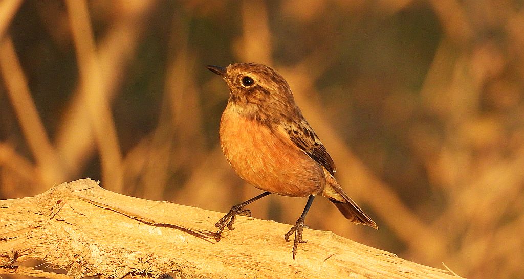 Pokląskwa (Saxicola rubetra)