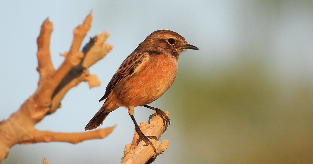 Pokląskwa (Saxicola rubetra)