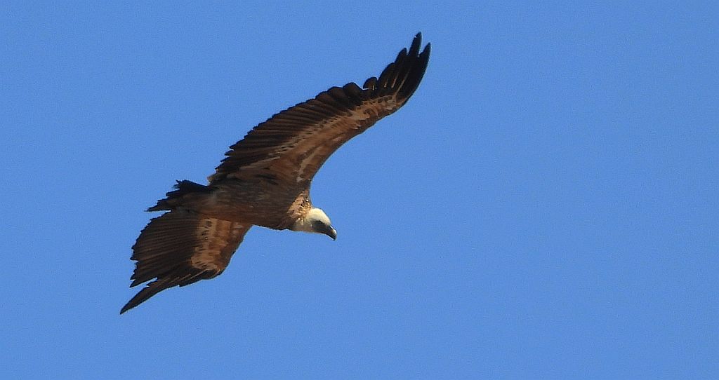 Sęp płowy (Gyps fulvus)