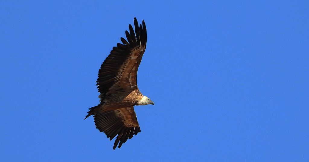 Sęp płowy (Gyps fulvus)