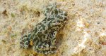 Ropucha zielona (Bufotes viridis)
