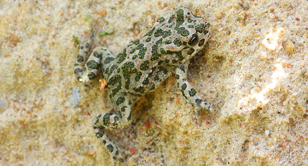 Ropucha zielona (Bufotes viridis)