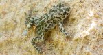 Ropucha zielona (Bufotes viridis)