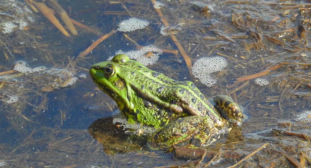 Żaba jeziorkowa (Pelophylax lessonae syn. Rana lessonae)