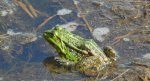 Żaba jeziorkowa (Pelophylax lessonae syn. Rana lessonae)