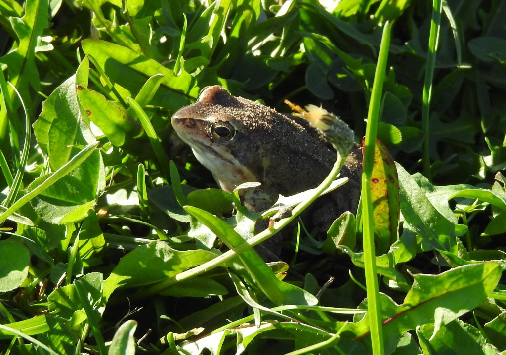 Żaba trawna (Rana temporaria)