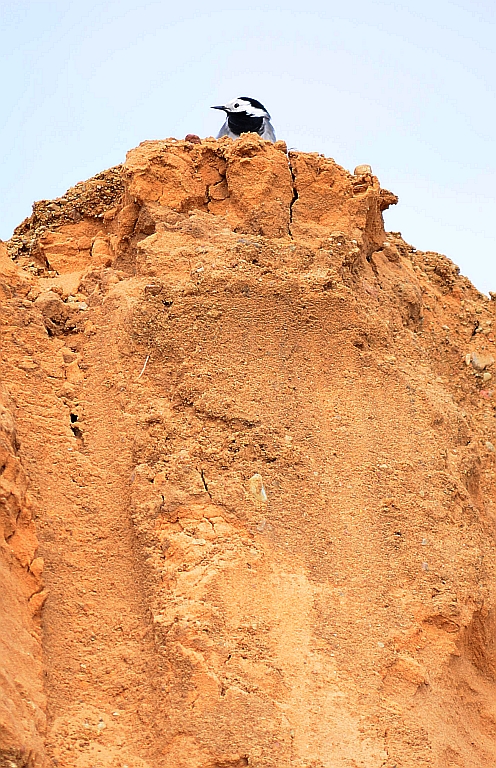 Pliszka siwa (Motacilla alba)