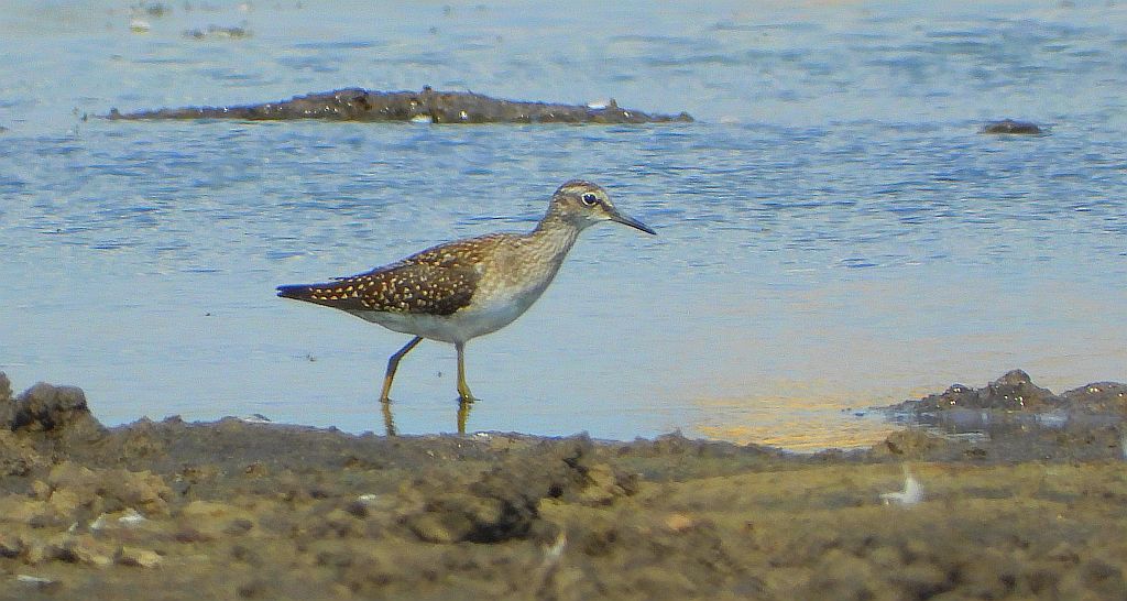 Łęczak, brodziec leśny, trawnik (Tringa glareola)