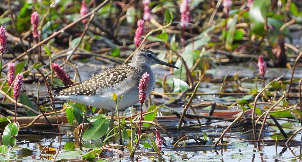 Łęczak, brodziec leśny, trawnik (Tringa glareola)