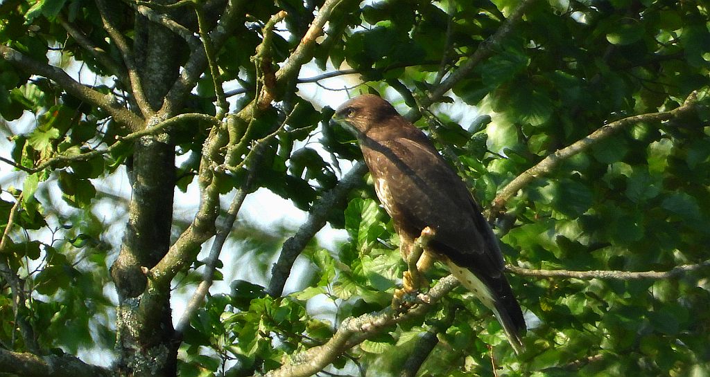 Myszołów zwyczajny, myszołów (Buteo buteo)