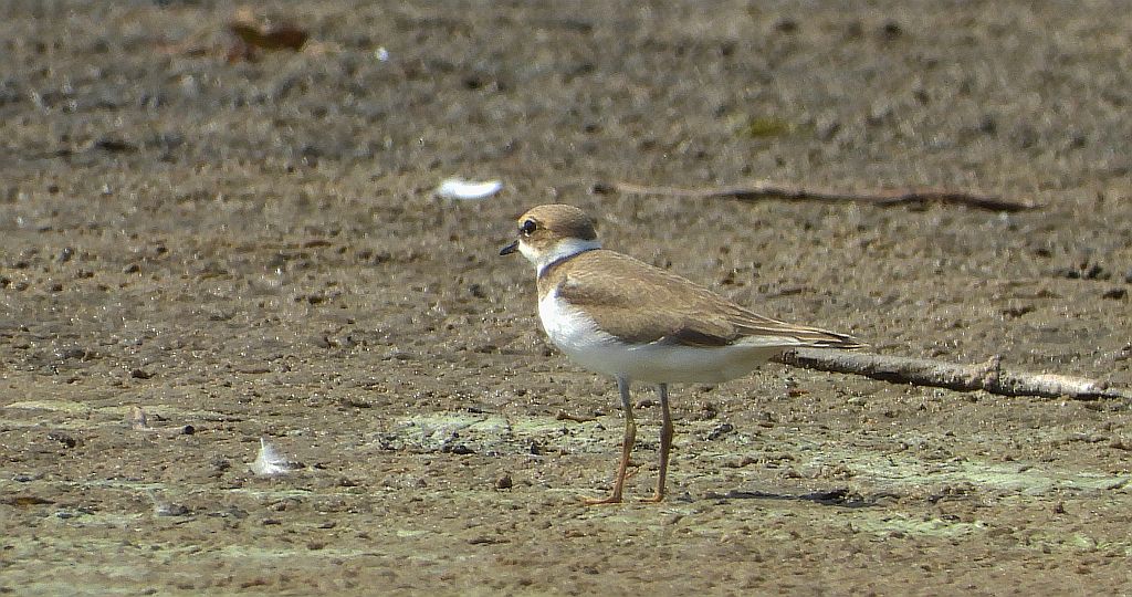Sieweczka rzeczna / Charadrius dubius /