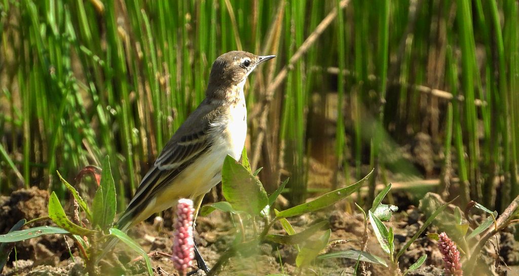 Pliszka żółta (Motacilla flava)