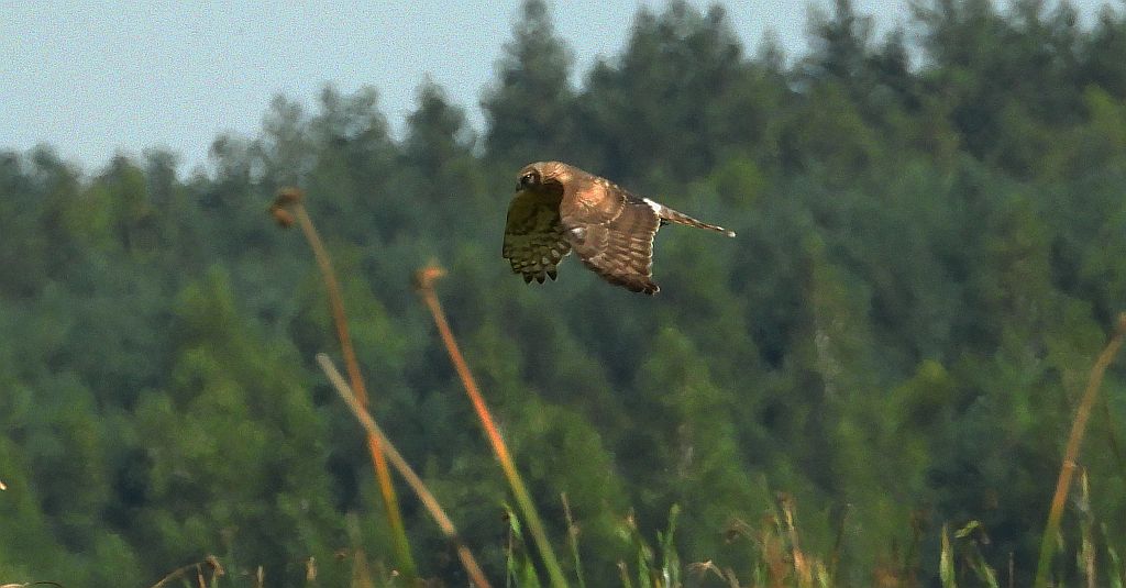 Błotniak łąkowy (Circus pygargus)