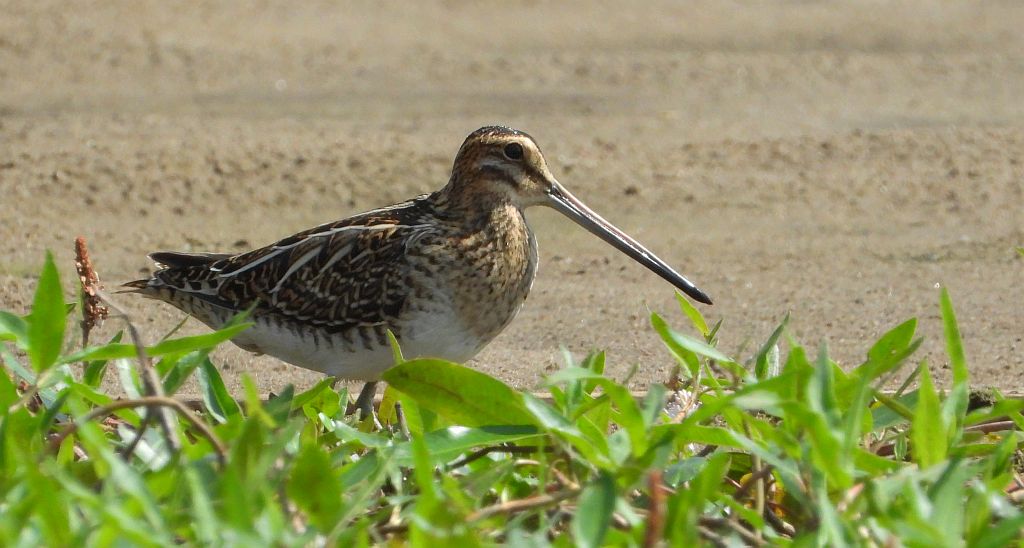 Kszyk (Gallinago gallinago)