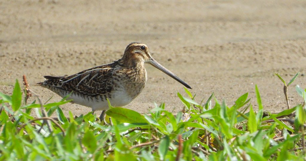 Kszyk (Gallinago gallinago)