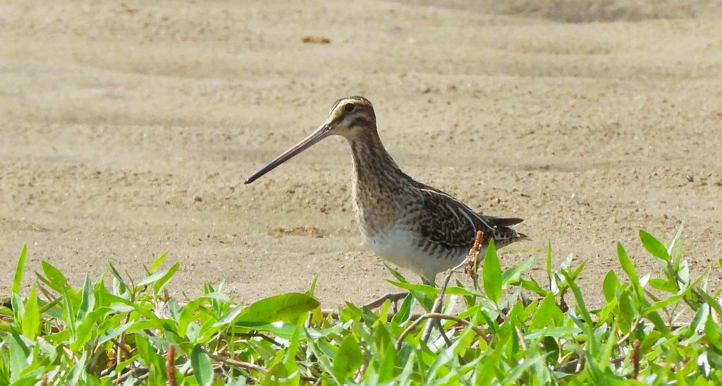 Kszyk (Gallinago gallinago)