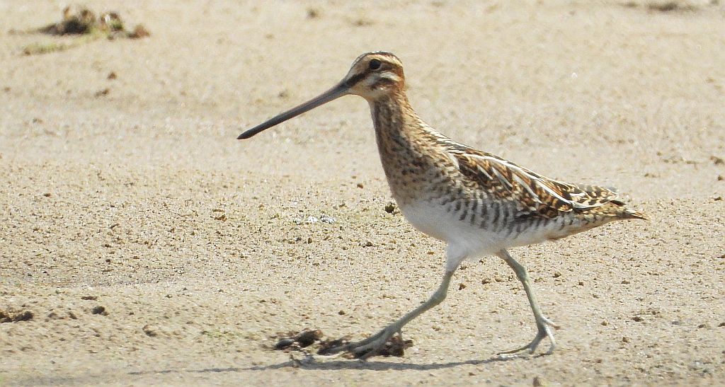 Kszyk (Gallinago gallinago)