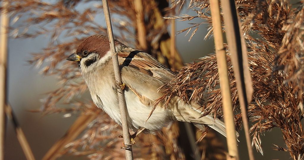 Mazurek, wróbel mazurek, wróbel polny (Passer montanus)