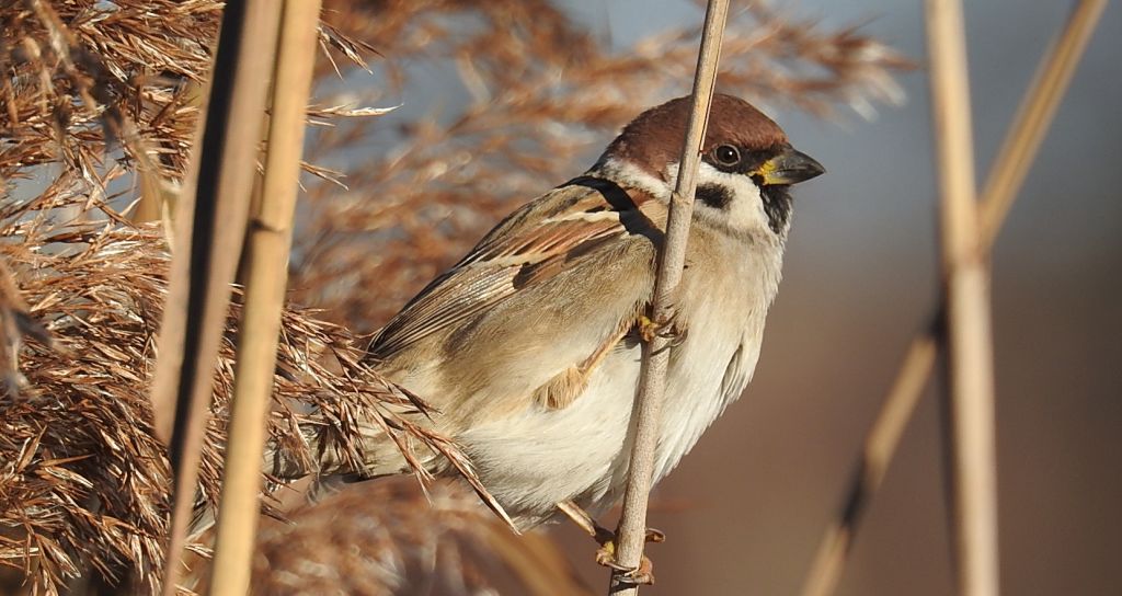 Mazurek, wróbel mazurek, wróbel polny (Passer montanus)