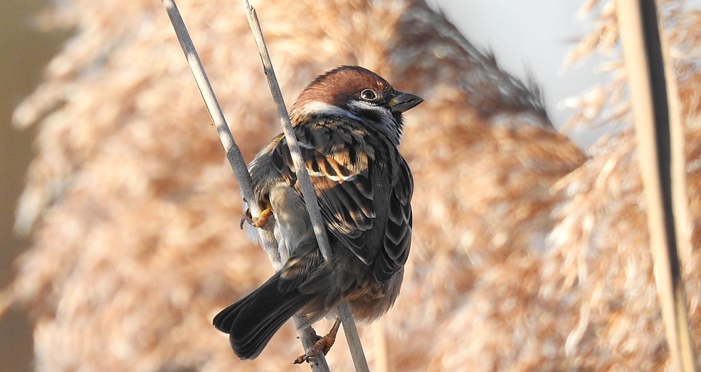 Mazurek, wróbel mazurek, wróbel polny (Passer montanus)