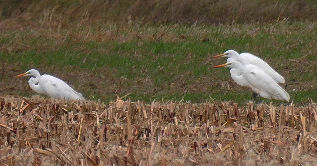 Czapla biała (Egretta alba)