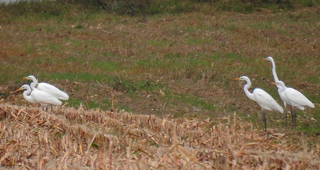 Czapla biała (Egretta alba)