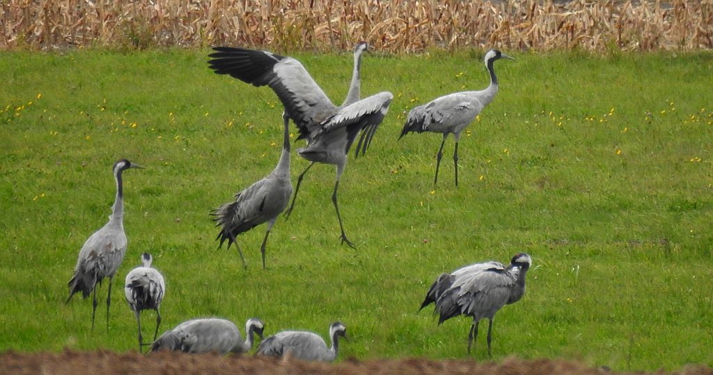 Żuraw zwyczajny, żuraw, żuraw popielaty, żuraw szary (Grus grus)