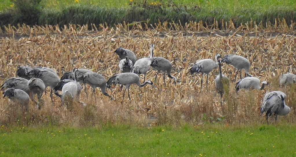 Żuraw zwyczajny, żuraw, żuraw popielaty, żuraw szary (Grus grus)