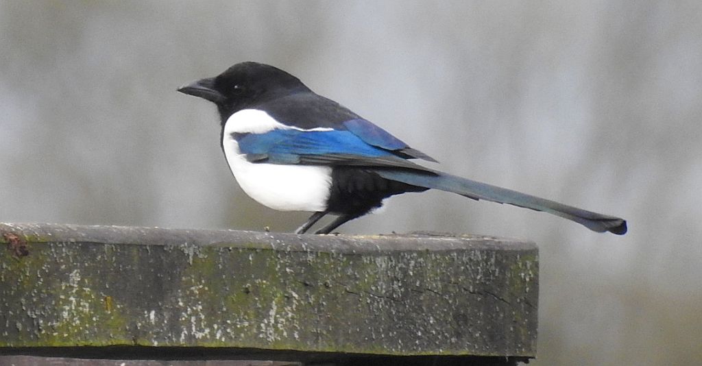 Sroka zwyczajna, sroka pospolita, sroka (Pica pica)