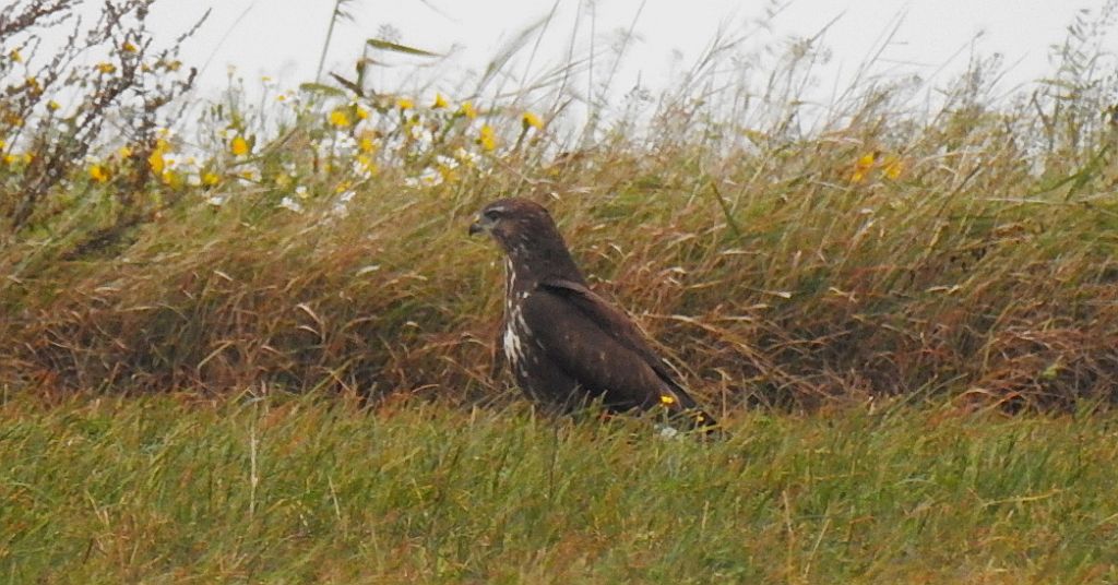 Myszołów zwyczajny, myszołów (Buteo buteo)