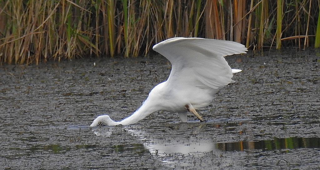 Czapla biała (Egretta alba)