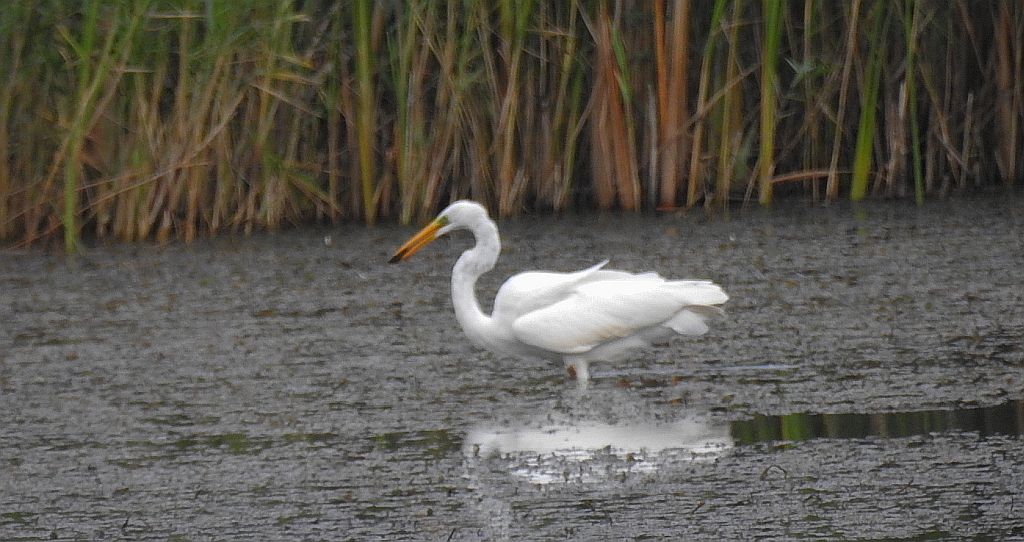 Czapla biała (Egretta alba)