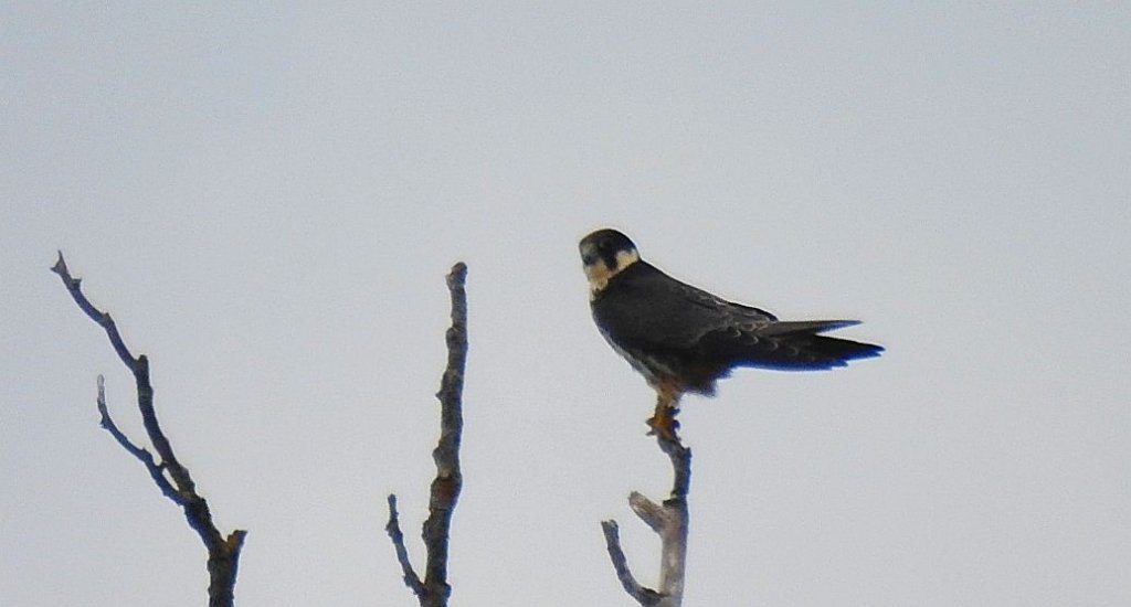 Kobuz, sokół kobuz, sokół leśny, sokolik drzewiec (Falco subbuteo)