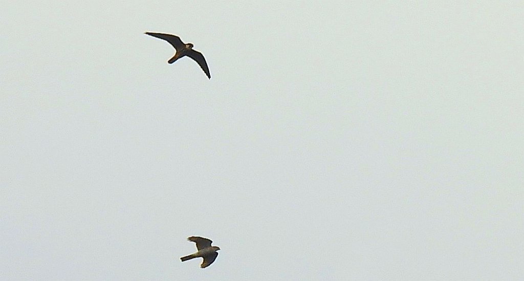 Kobuz, sokół kobuz, sokół leśny, sokolik drzewiec (Falco subbuteo) i krogulec zwyczajny, krogulec, jastrząb wróblarz (Accipiter nisus)